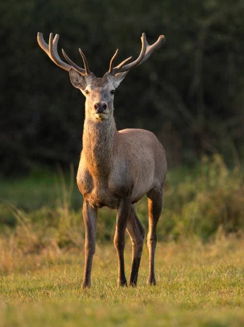 Safari and Wildlife Tours in Sri Lanka Wildlife safari experience in Sri Lanka featuring deer and natural forest landscapes