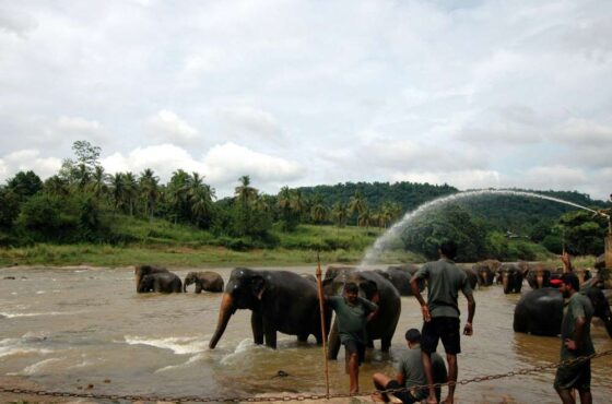 Pinnawala & Millennium Elephant Foundation Day Trip from Kandy