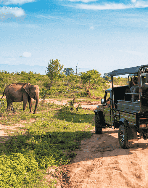Wildlife safari experience in Sri Lanka featuring deer and natural forest landscapes