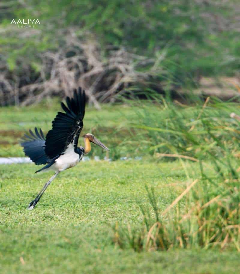 Bundala National Park