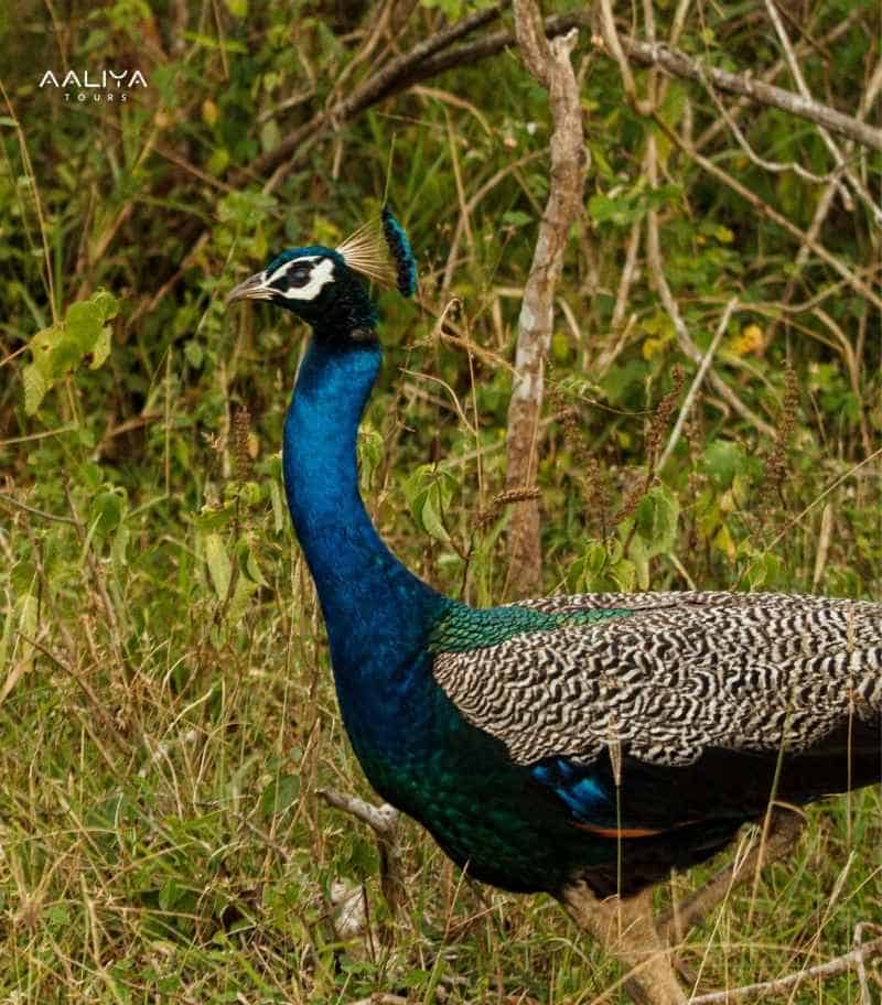 Kumana National Park