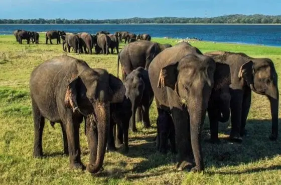 9 Days Sri Lanka Tour – Sri Lanka Explorer Adventure