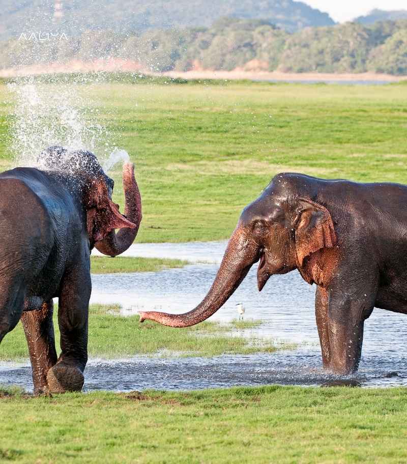 Minneriya National Park