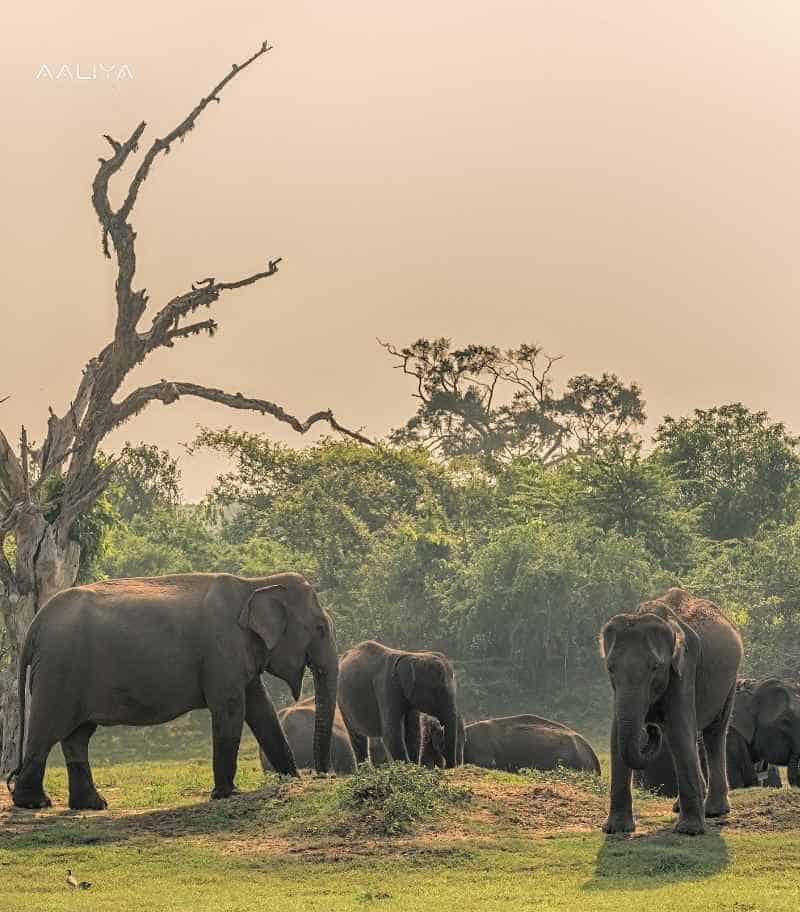 Udawalawa National Park